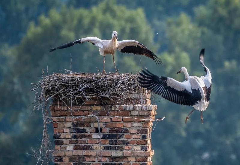 Expert Chimney Animal Removal in Newbury, MA Professional Chimney Animal Removal Services in Newbury, Massachusetts