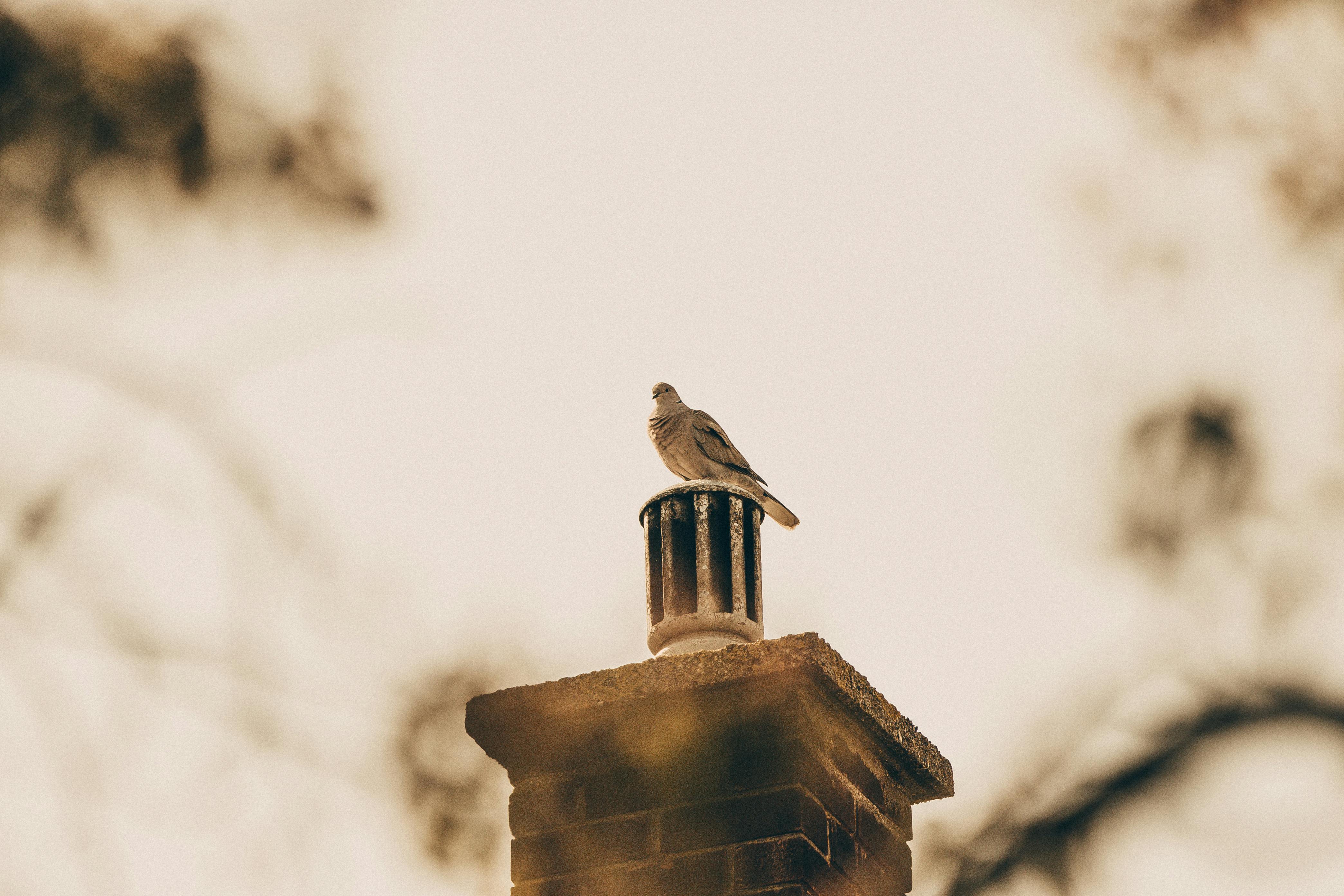 Professional Chimney Cap Installation Services in Newbury, MA Expert Chimney Cap Installation in Newbury, Massachusetts